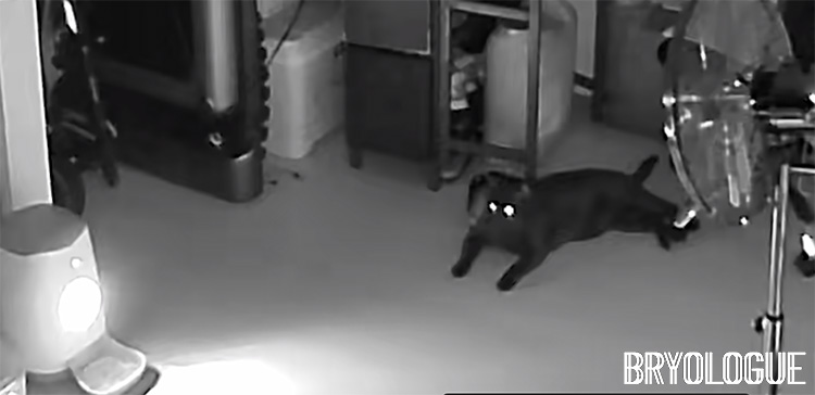 Checking the cats at 01h00 from the apartment's CCTV. Bami was still wide awake